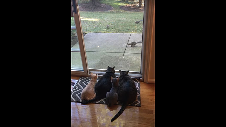 Γάτες παρακολουθούν σκιουράκια που τρώνε πρωινό